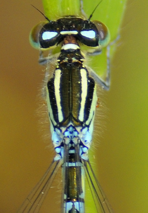 femmina di Coenagrion...pulchellum?